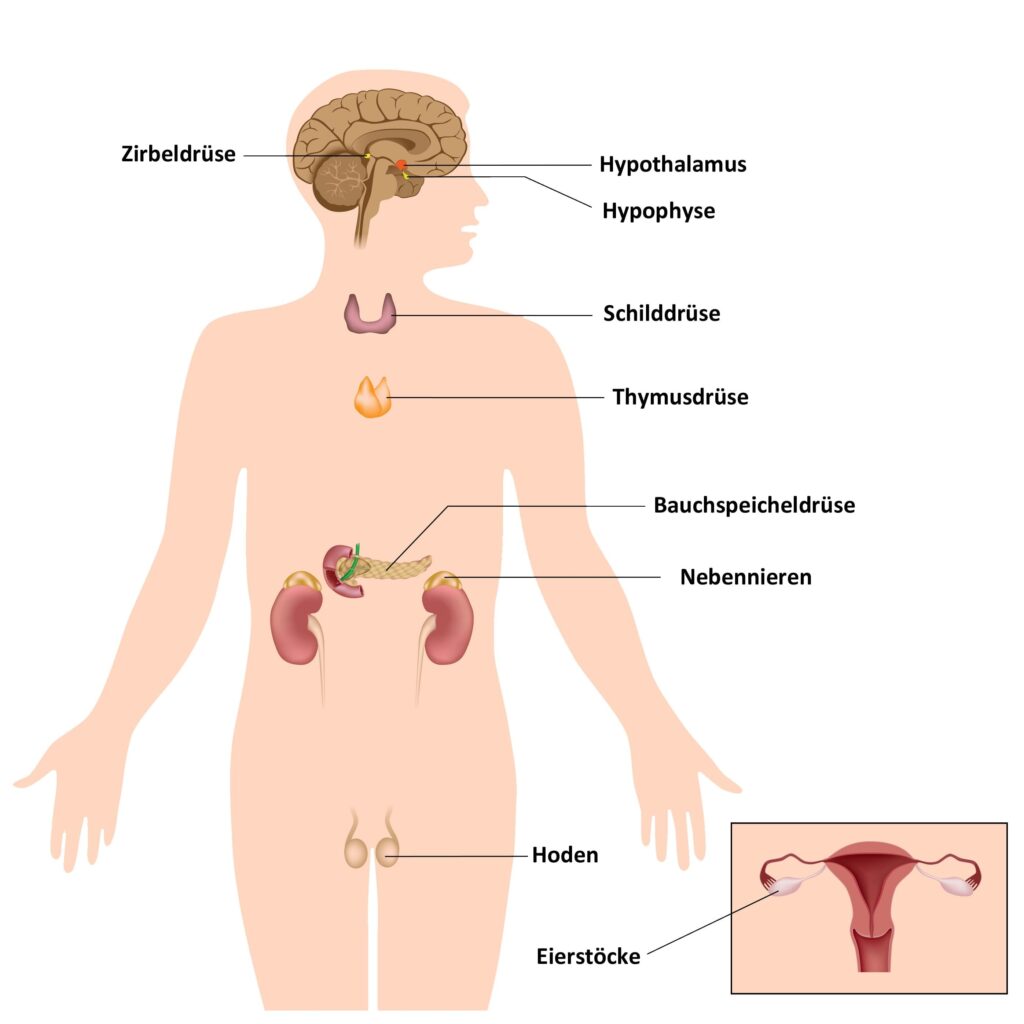 endokrines system mit beschriftung deutsch fotolia 43635191 xl kopie